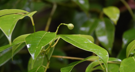 黄樟（樟科樟属植物）_百度百科