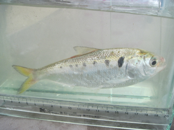  p>花鰶(学名: i>clupanodon thrissa /i>)是鲱科,鰶属的一种鱼类.