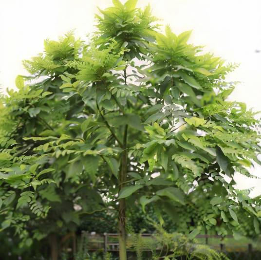 麻栋_百度百科