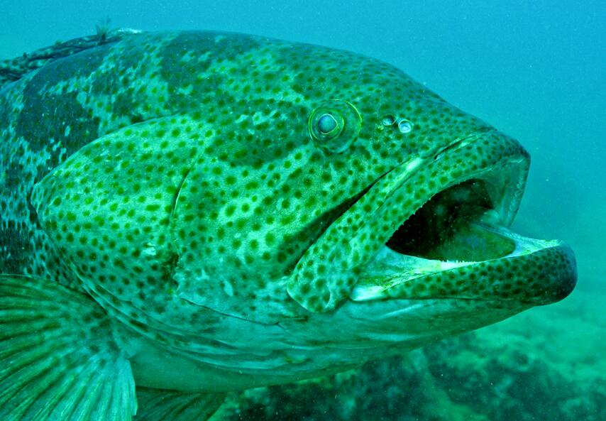  p>点带石斑鱼(学名: i> i>epinephelus coioides /i> /i>)是鮨科