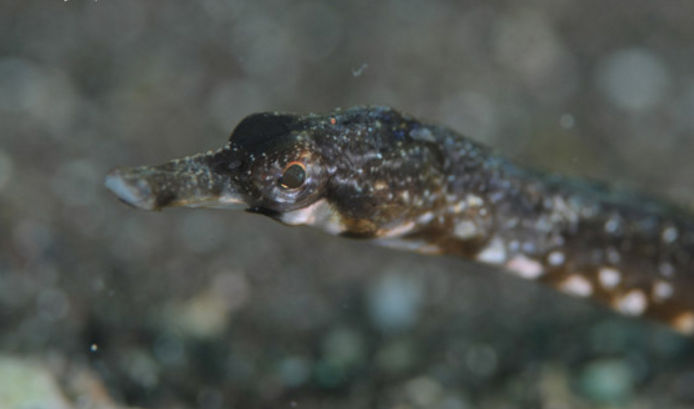 trachyrhamphus  serratus