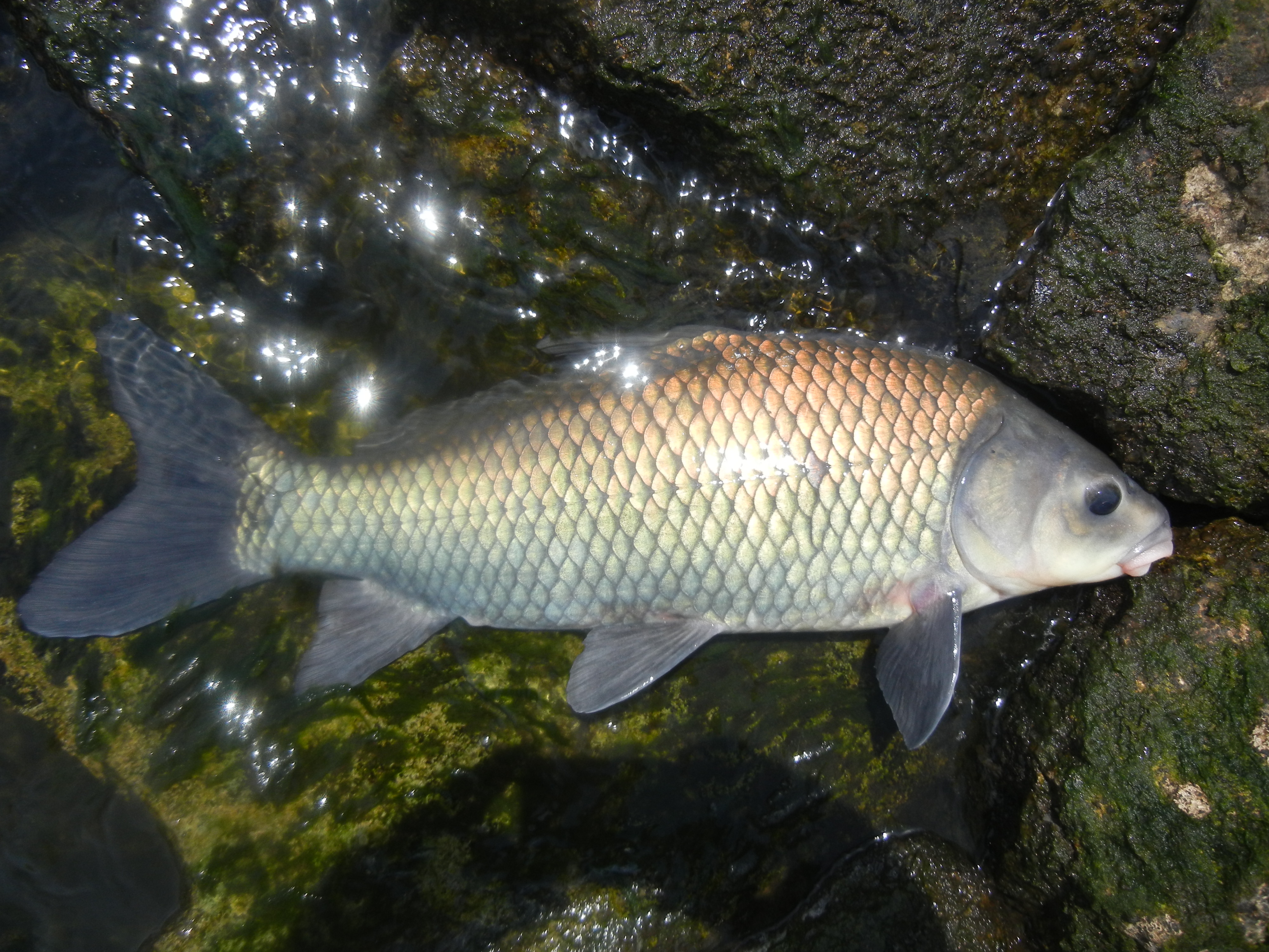  p>小口牛胭脂鱼(学名: i>ictiobus bubalus /i>)是胭脂鱼科,牛胭脂鱼