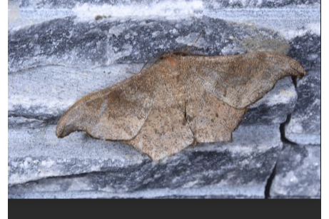 卷叶蛾,除柑桔外,尚能为害<a target="