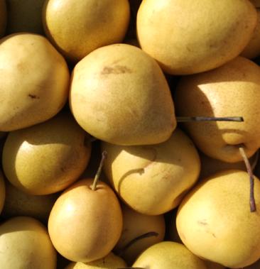  p data-id="gnxayvvpn7">冬果,植物名,学名热冬果.