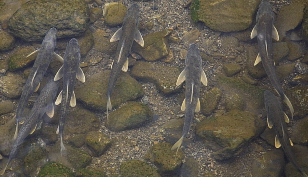  p>青海湖裸鲤(学名: i>gymnocypris przewalskii /i>)是鲤科,裸鲤属