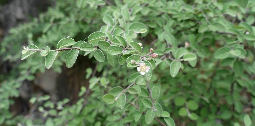 是蔷薇科,栒子属落叶灌木.