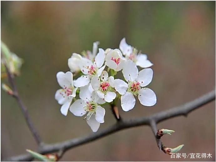 棠梨鉴赏｜东风二月淮阴郡，唯见棠梨一树花_百科TA说