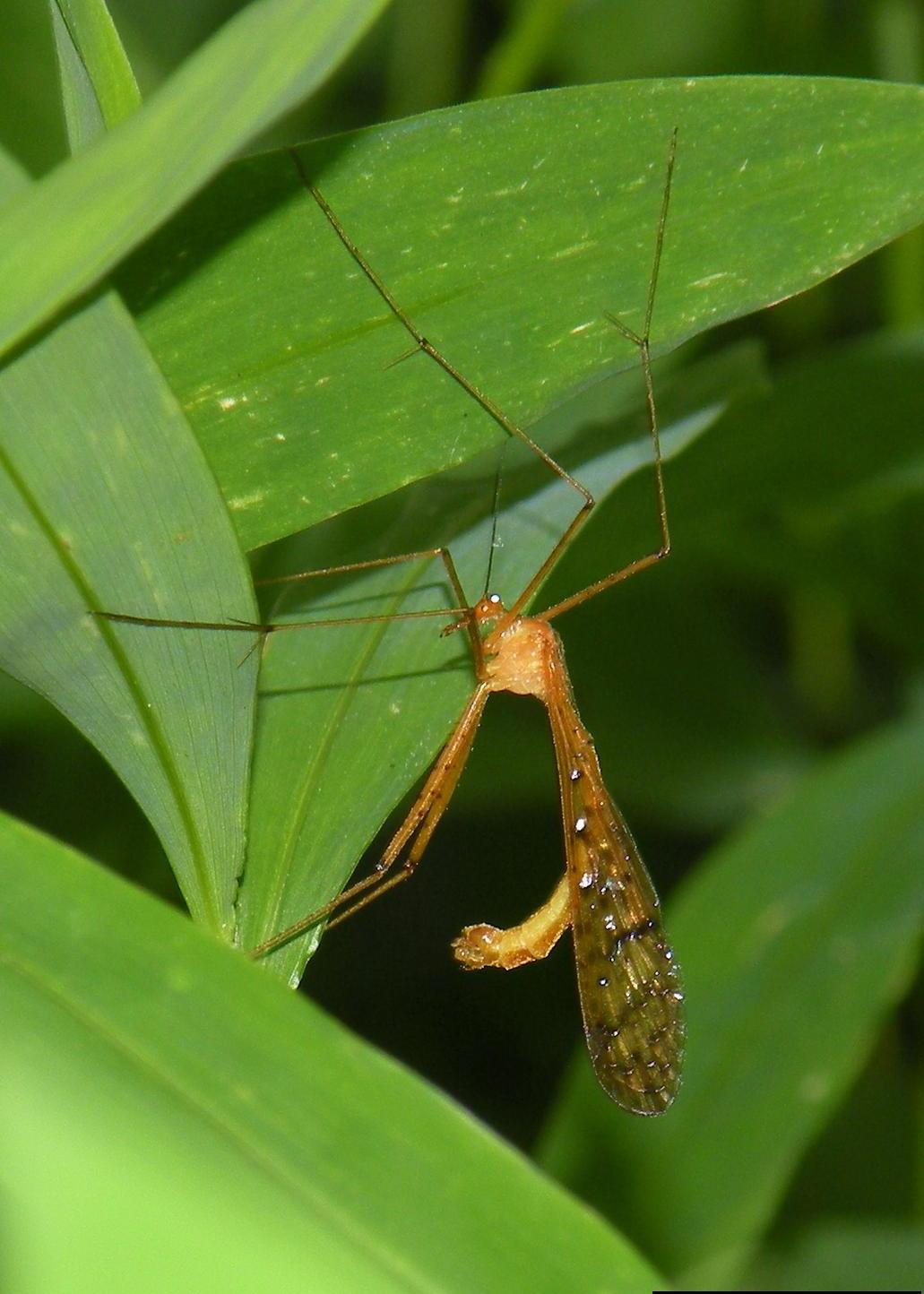  p>蚊蝎蛉属(学名: i>bittacus /i>)是长翅目,蚊蝎蛉科下的一个属.