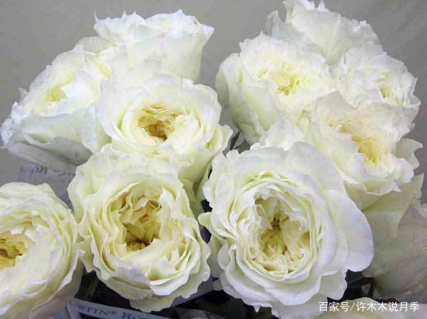 25款勤花又好养的月季品种推荐 新手一定要来一颗 盆栽地栽都行 百科ta说