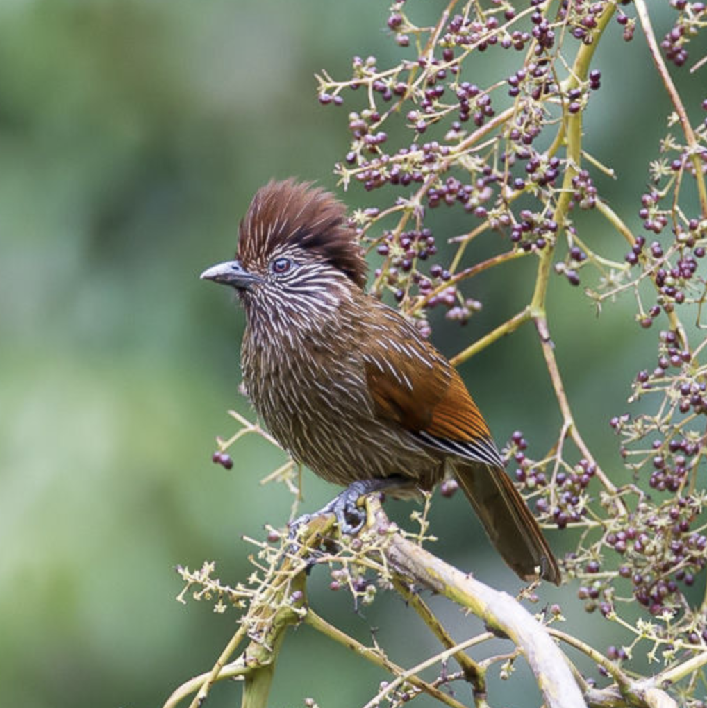 条纹噪鹛(学名: i>grammatoptila striata /i>)是画眉科,噪鹛属中型