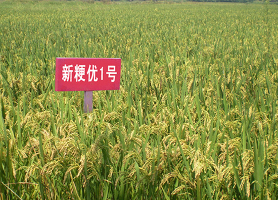 新粳优1号