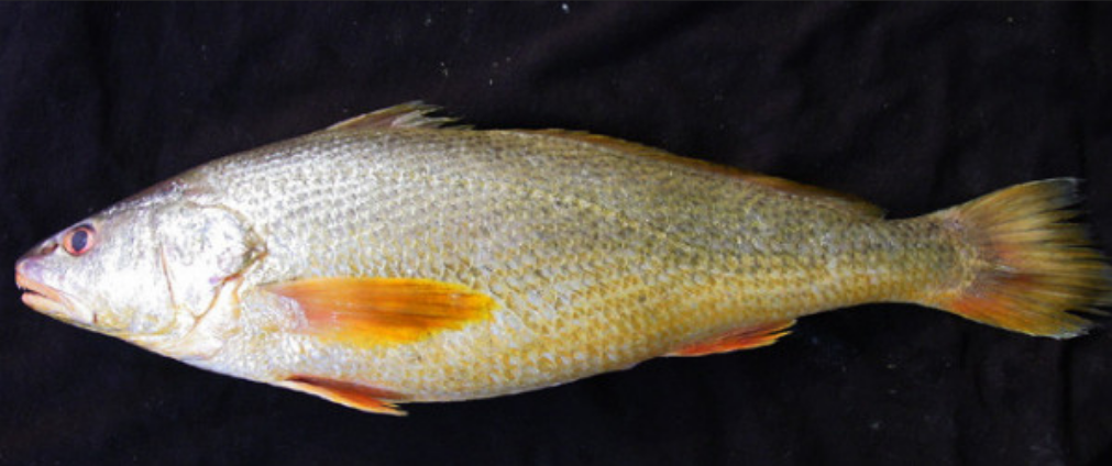  p>黄唇鱼(学名: i>bahaba taipingensis /i>)是石首鱼科,黄唇鱼属