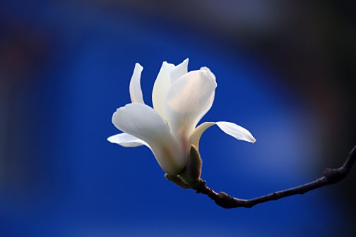 <p>白玉兰