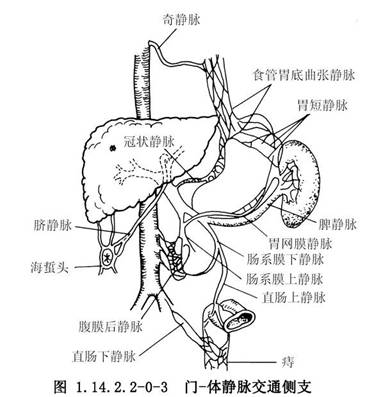 肠系膜上静脉外科干