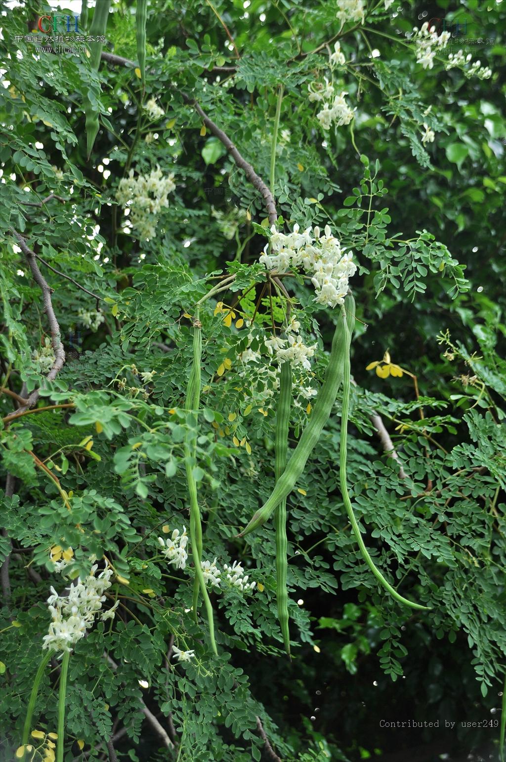  p>辣木树是多年生热带,亚热带落叶乔木,属被子门辣