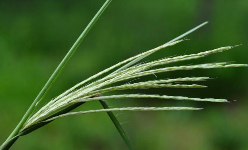 bothriochloa ischaemum (l.) keng