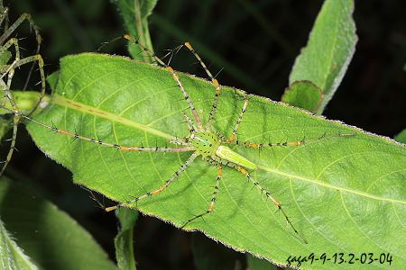 台湾绿猫蛛
