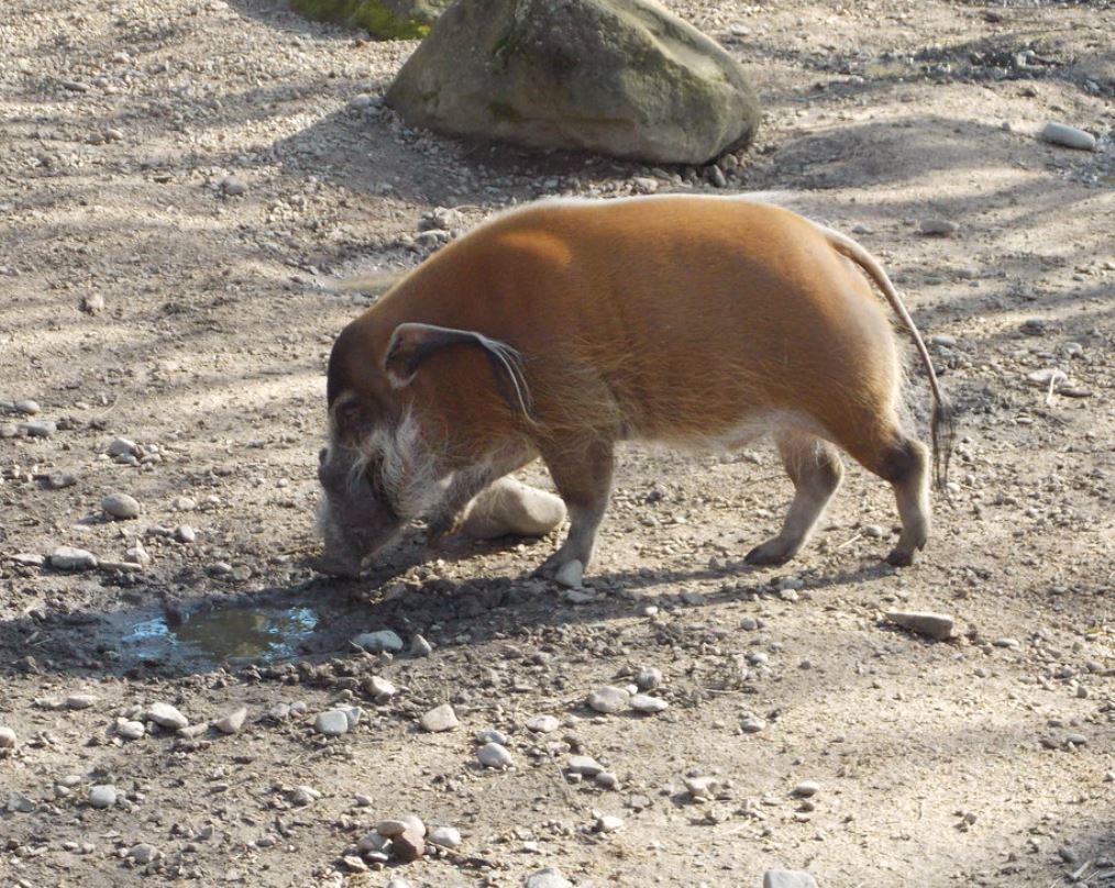  p>红河野猪(学名: i>potamochoerus porcus /i>):体长100-150厘米