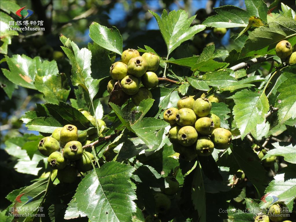 crataegus