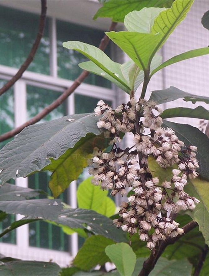 大叶斑鸠菊