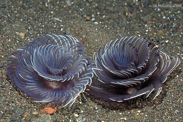  p data-id="gnwpv7q7z0">管虫又名管蠕虫,管栖蠕虫,它们上端是一片