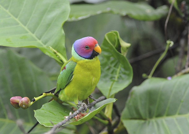  p>紫红头鹦鹉(学名: i>psittacula cyanocephala /i>)是 a target="