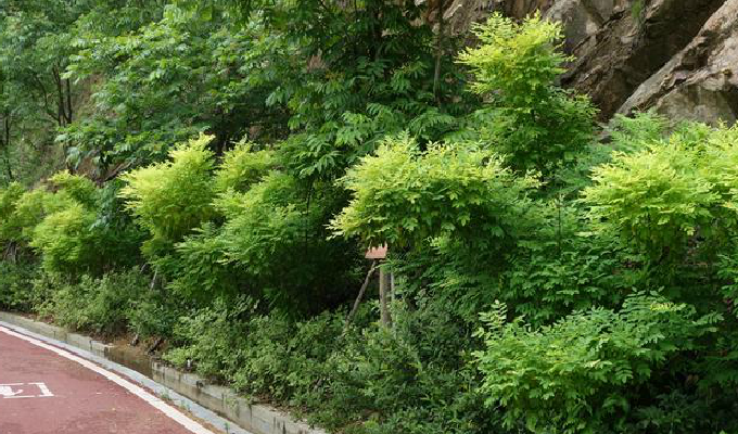  p> a target="_blank" href="/item/落叶乔木/5201871" data-lemmaid