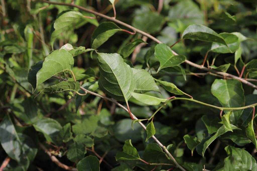  p>对萼猕猴桃(学名: i>actinidia valvata /i> dunn)是猕猴桃科