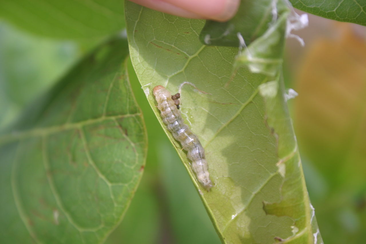  p>昆虫名,为鳞翅目,螟蛾科.分布在安徽,浙江等地区.