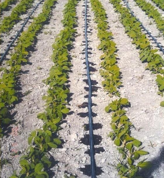  p>滴灌(drip irrigation)是利用 a href="#" data-lemmaid="5683728"