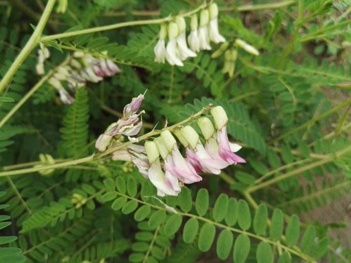  p>蒙古黄耆(学名: i>astragalus mongholicus /i> bunge)是豆科黄耆