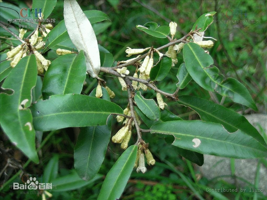 p>白花胡颓子,拉丁文名:elaeagnus pallidiflora c. y. chang.