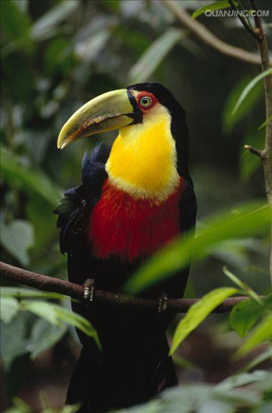  p>红胸巨嘴鸟(学名:ramphastos dicolorus )是中型 a href="#" data