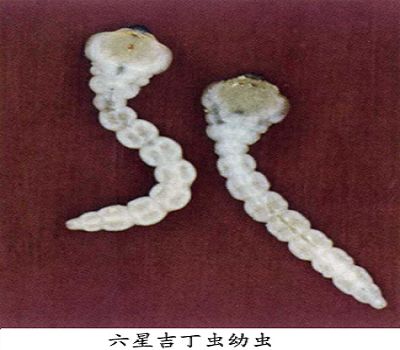 chrysobothris succedanea saunders