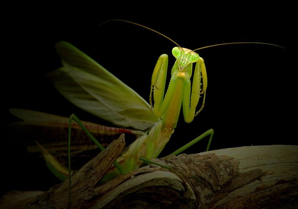  p>大刀螂是一种螳螂科的昆虫,体形较大,呈黄褐色或绿色,长约7厘米.