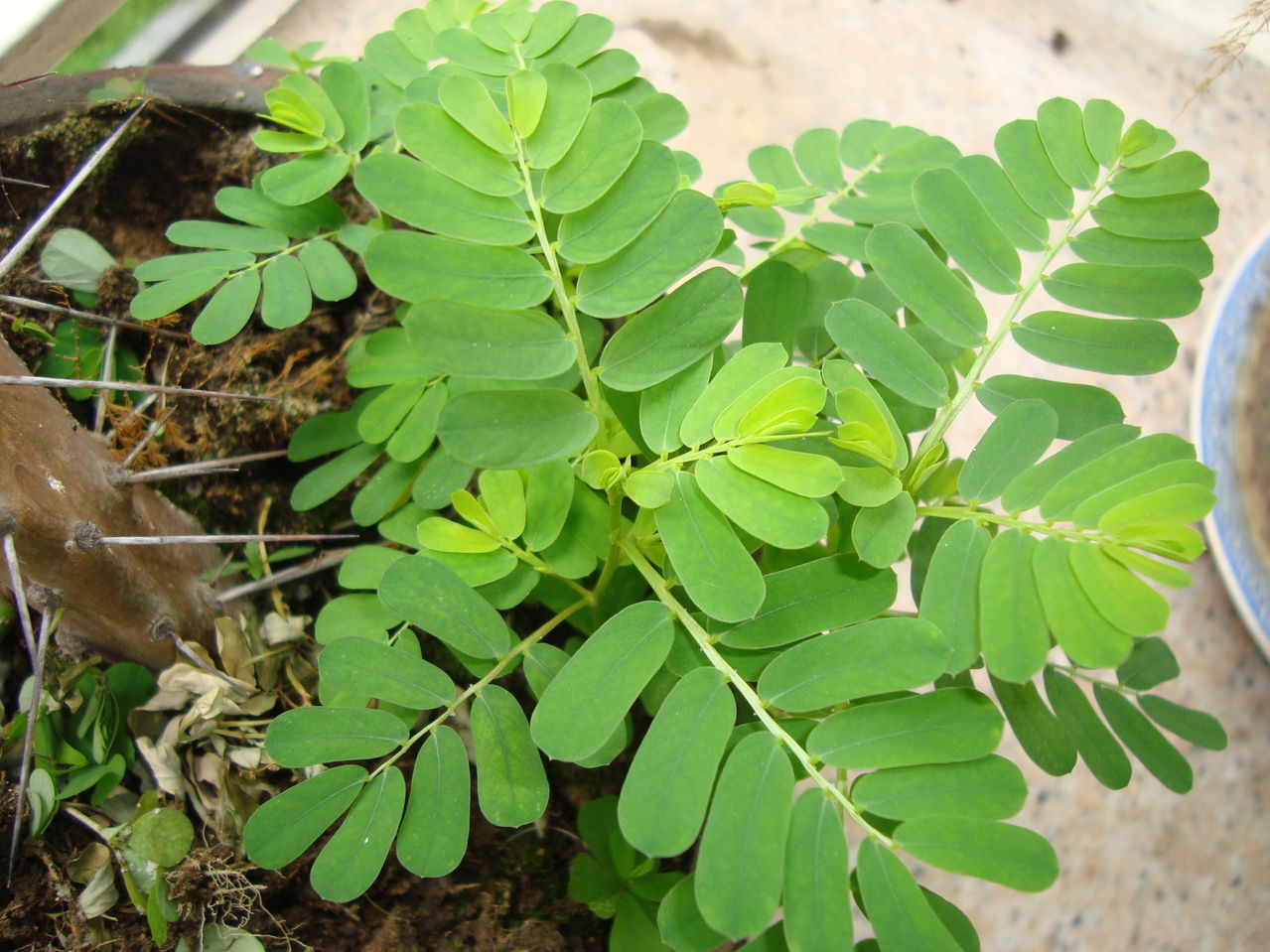 阴草