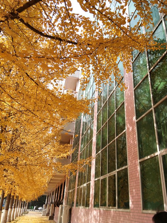  p>新乡市第二中学(xinxiang no.