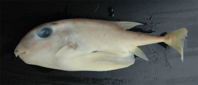  p>三齿鲀(学名:triodon macropterus)为鲀形目三齿鲀科三齿鲀属下的