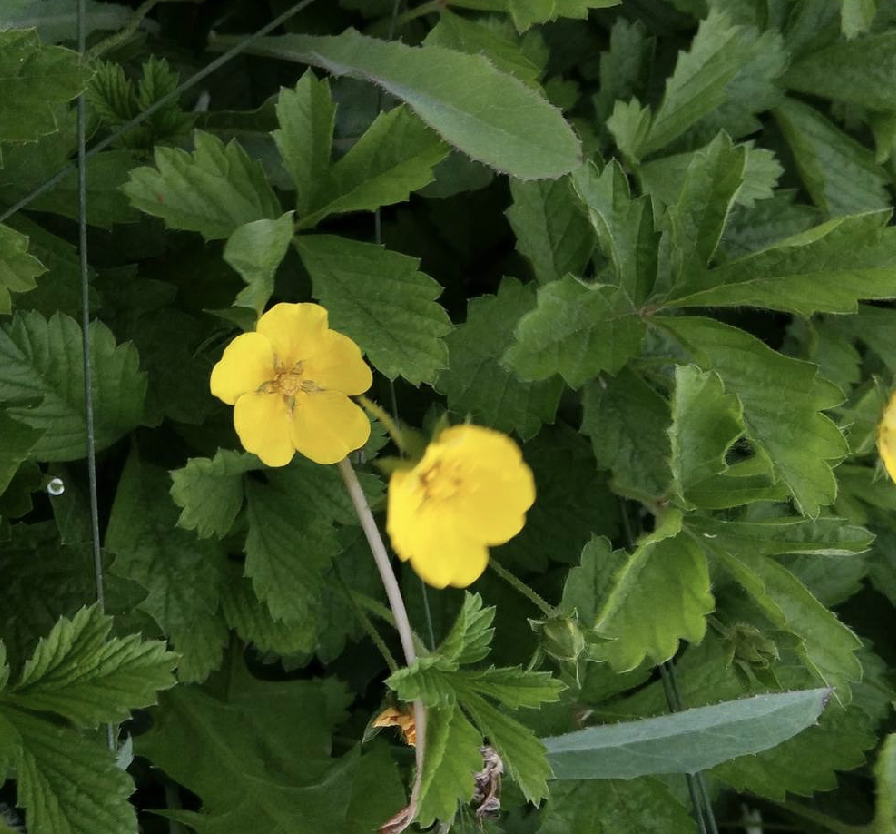  p>绢毛匍匐委陵菜(学名: i>potentilla reptans /i> l. var.