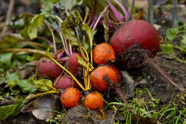  p>甜菜(学名: i>beta vulgaris /i> l.