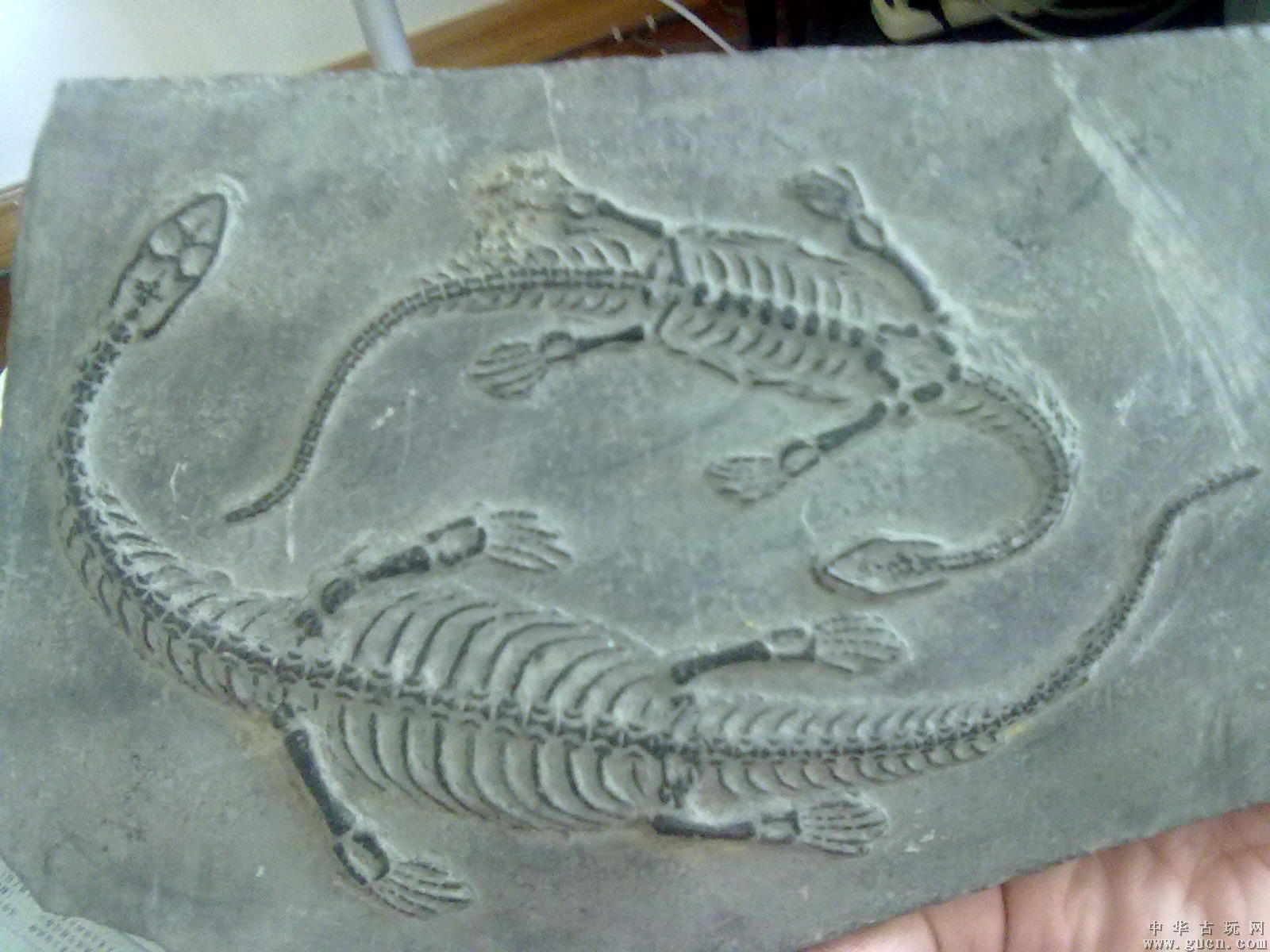 中国肯氏兽动物群