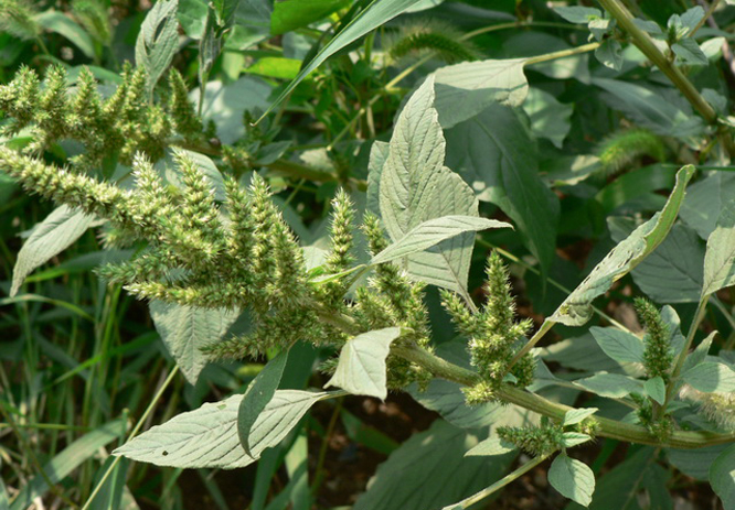  p>绿穗苋(学名: i>amaranthus hybridus /i> l.