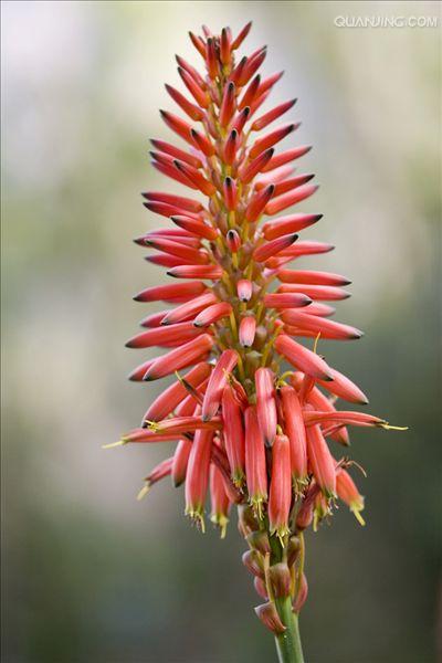  p>木立芦荟(学名: i>aloe arborescens /i> mill.