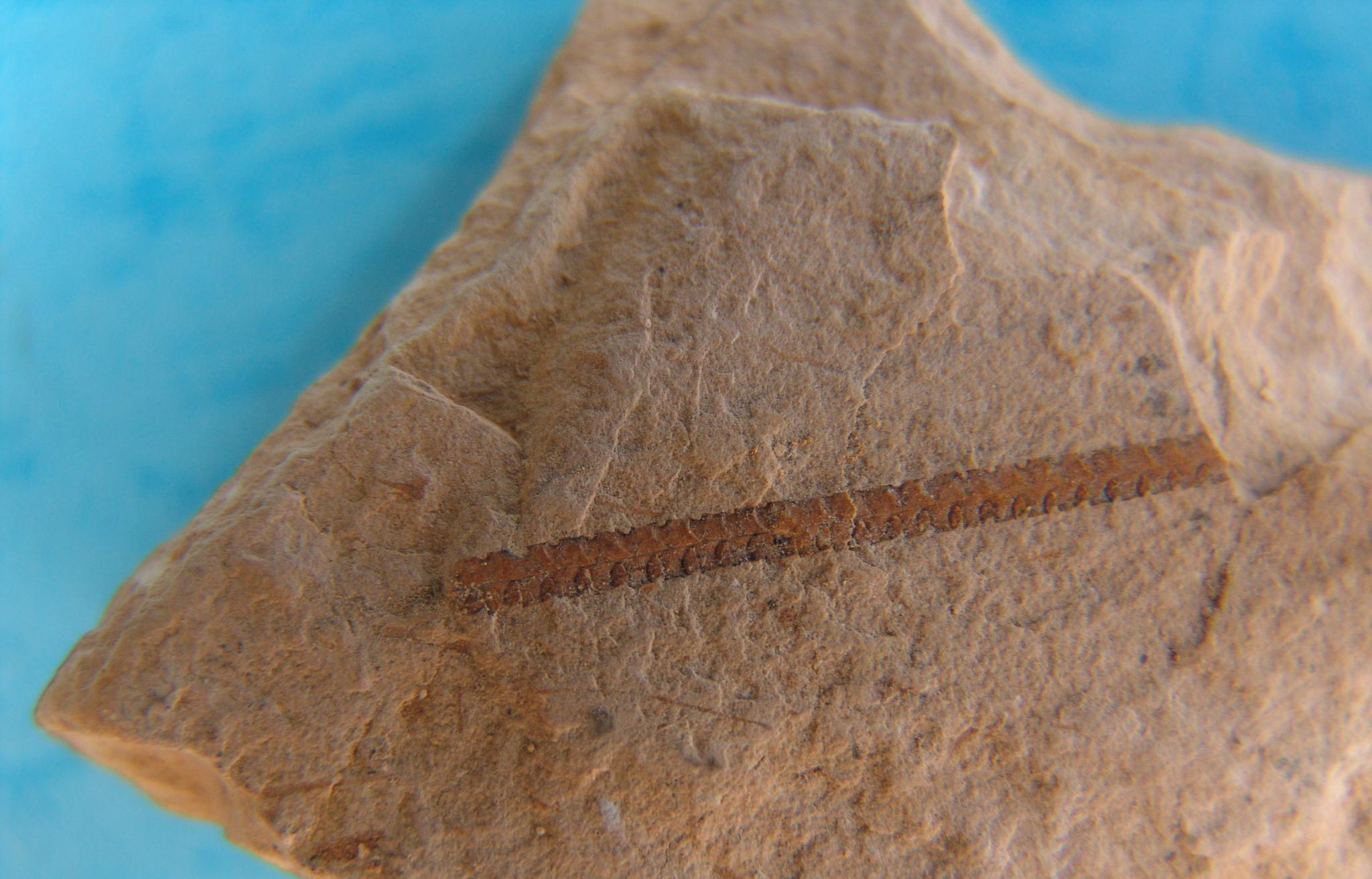 正笔石式树形笔石亚目