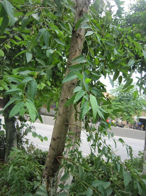  p>蜜味桉是一种桃金娘科,桉树属植物,中等乔木,幼态叶片长圆形,成熟