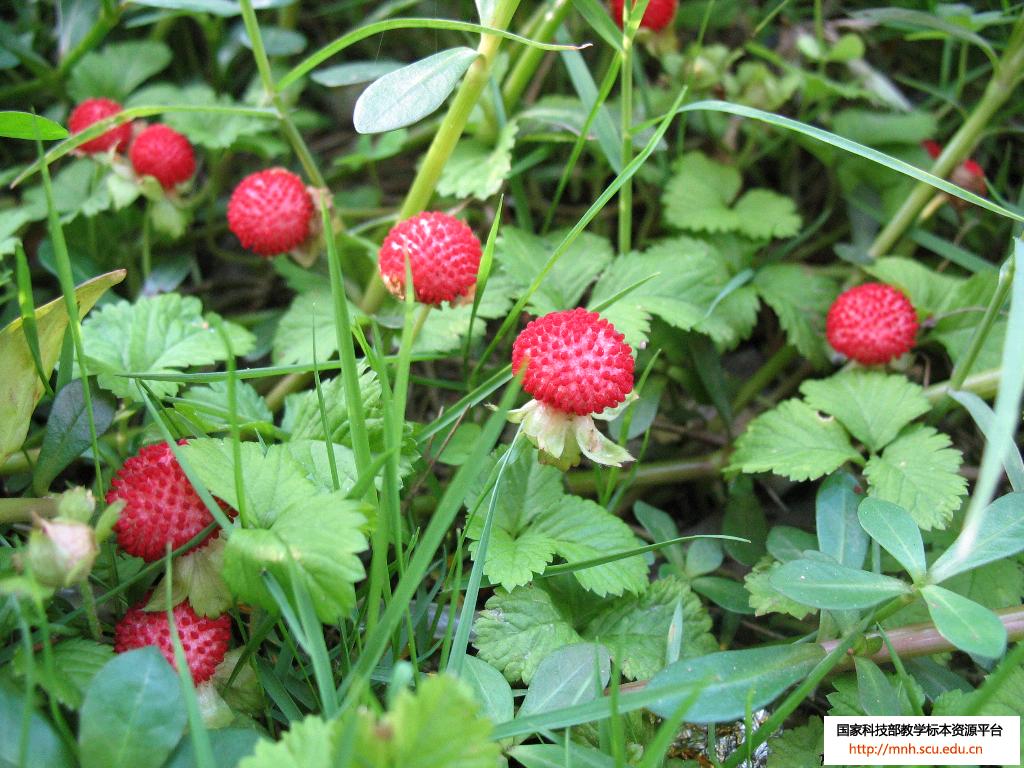  p>蛇莓(学名: i>duchesnea indica  /i>(andr.