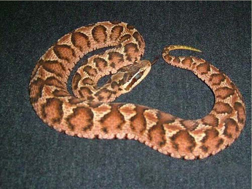  p>短尾蝮(学名: i>gloydius brevicaudus /i>)又称草上飞,地扁蛇