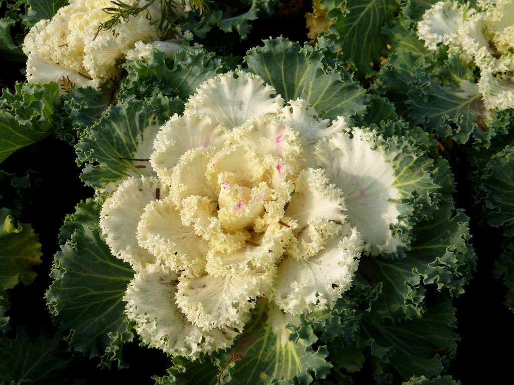  p>芸薹属(brassica)是一个十字花科下的属.