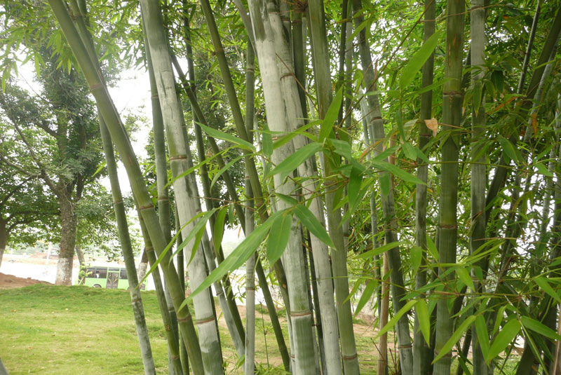  p>粉单竹(学名: i>bambusa chungii /i> mcclure)是禾本科,簕竹属 a