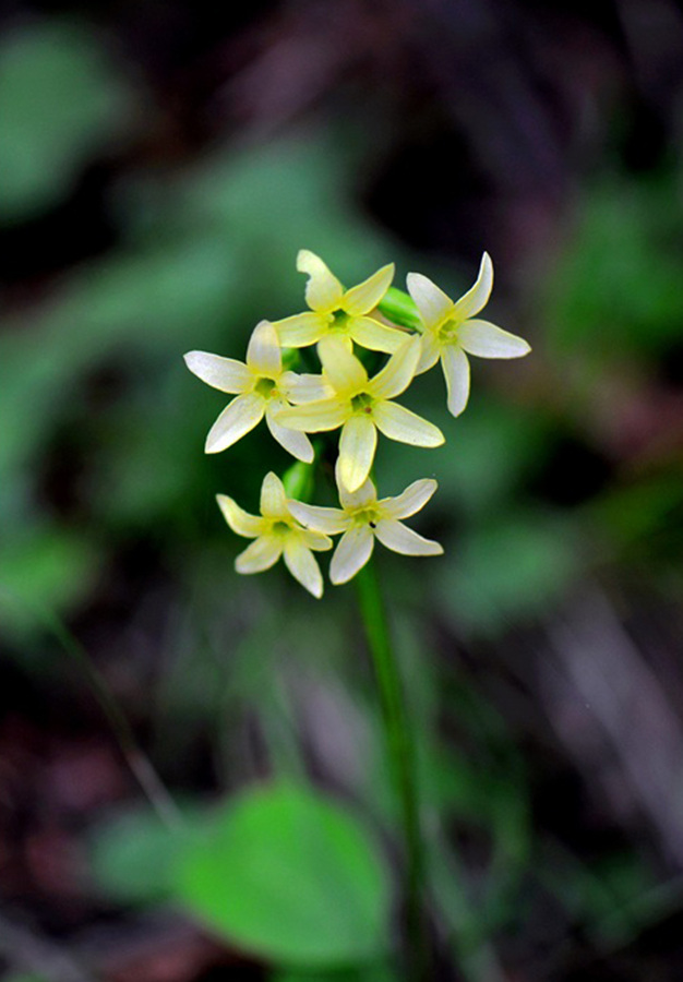  p>长叶百蕊草〔学名: i>thesium longifolium /i> turcz.
